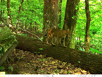 2020 Urban Wildlife study bobcat_web.jpg